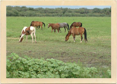 Horses graze in the lush fields of the San Rafael Valley near Nogales, Arizona, which was once the location site for the popular musical, “Oklahoma!”